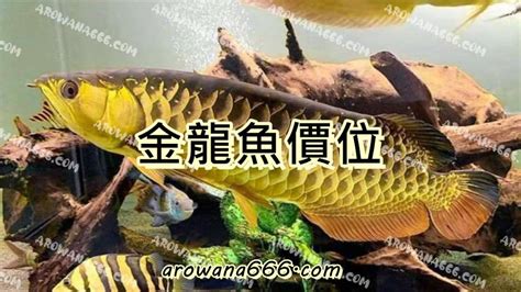 金龍魚價格